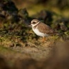 Kulik pisecny - Charadrius hiaticula - Common Ringed Plover o9380